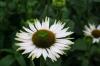Echinacea Fragant Angel