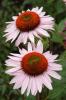 Echinacea Hope
