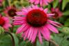 Echinacea Mars