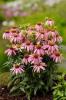 Echinacea Mistral