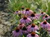 Echinacea Purpurea Augustkonigin