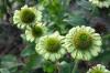 Echinacea Purpurea Green Jewel