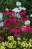 Echinacea Red Knee High
