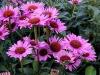 Echinacea Rubin Glow
