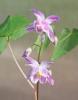 Epimedium Youngianum Merlin