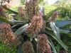 Eucomis Comosa Sparkling Burgundy
