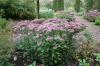 Eupatorium Purple Bush
