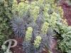 Euphorbia chariacas Blue Wonder