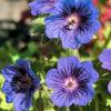 Geranium Blue Blood