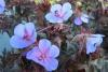 Geranium Midnight Blues