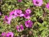 Geranium Psilostemon