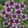 Geranium Salome