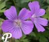 Geranium Sirak