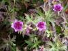 Geranium Soboliferum Starman