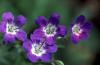 Geranium Sylvaticum Amy Doncaster