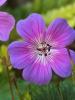 Geranium Wallichianum Rainbow