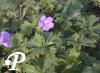 Geranium himalayense