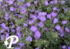 Geranium wallichianum Jolly Be Blue