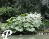 Gunnera maincata