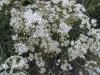 Gypsophila fastigiata Silverstar