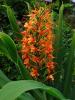 Hedychium Coccineum Tara