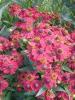 Helenium Red Jewel