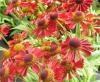 Helenium Ruby Tuesday