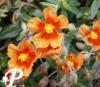 Helianthemum Bronzeteppich