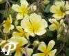 Helianthemum Elfenbeinglanz