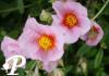 Helianthemum Lawrensons Pink