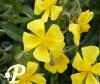 Helianthemum Sterntaler