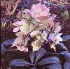 Helleborus Ericsmithii Ruby Glow