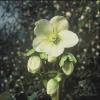 Helleborus Niger Cors