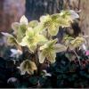 Helleborus Nigercors Snow Love