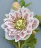 Helleborus Orientalis Cinderella
