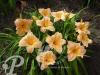 Hemerocallis Bali Hay