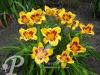 Hemerocallis Black Eyed Susan