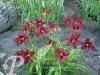 Hemerocallis Black Prince