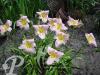 Hemerocallis Catharine Woodbury