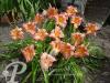 Hemerocallis Children s Festiva