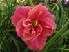 Hemerocallis Congo Coral