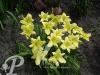 Hemerocallis Dutch Gold