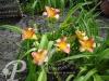Hemerocallis Eenie Allegro
