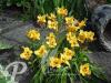 Hemerocallis Little Paul