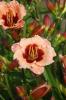 Hemerocallis Mary Ethel Anderson