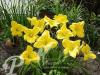 Hemerocallis Mary Todd