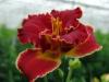 Hemerocallis Pagans Rituall