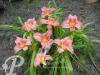 Hemerocallis Prairie Bells