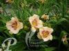 Hemerocallis Siloam Dream Baby