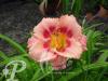Hemerocallis Strawberry Candy